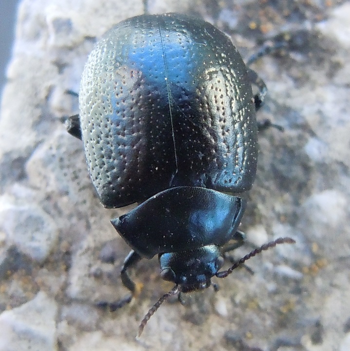 Chrysolina vernalis italica? S.